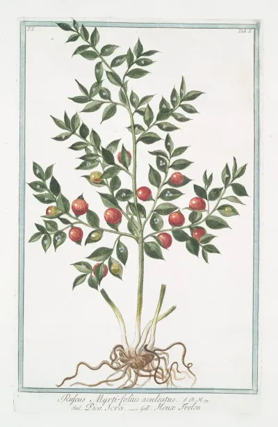 Ruscus Myrti Folius Aculeatus Pica Sorci Houx Frelon Butchers Broom