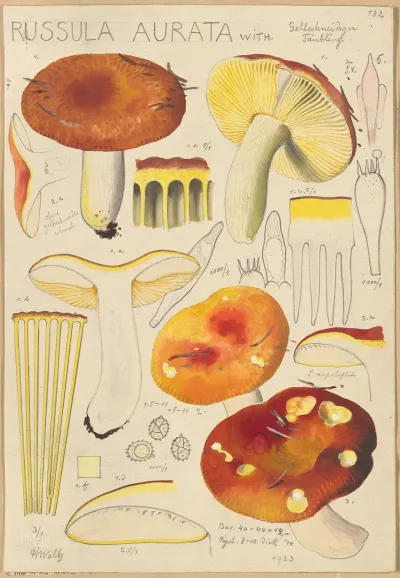Russula Aurata