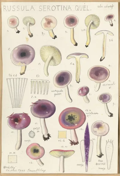 Russula Serotina Russula Myrtilla