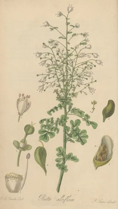 Ruta Albiflora