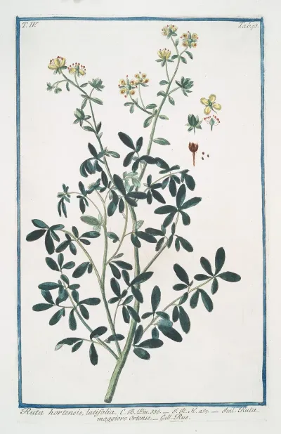 Ruta Hortensis Latifolia Ruta Maggiore Ortense Rue
