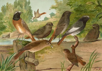 Ruticilla Titys Ruticilla Phoenicurus