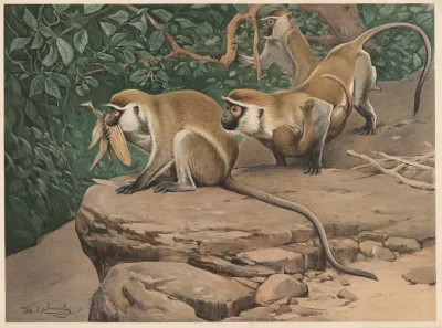 Sabaeus Monkey 2