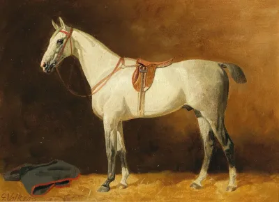 Saddled Grey In A Stable