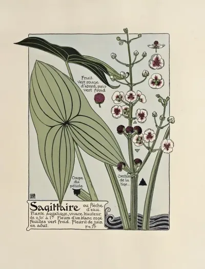 Sagittaire 4