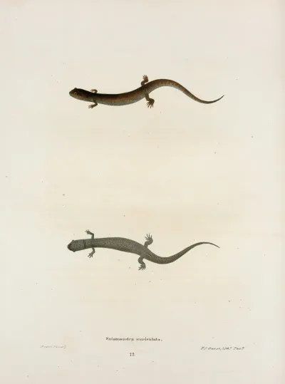 Salamandra Auriculata