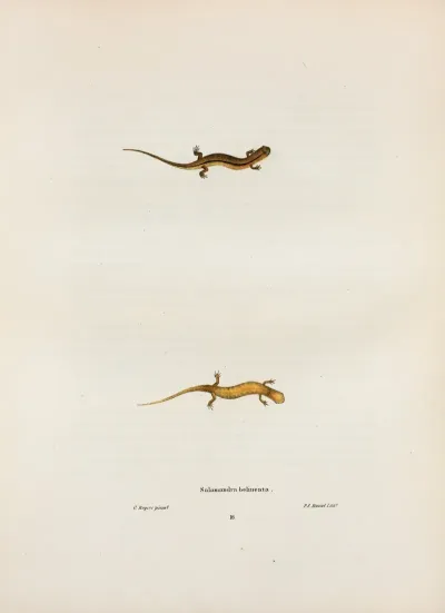 Salamandra Bilineata 2