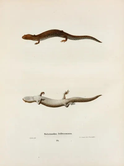 Salamandra Jeffersoniana 2