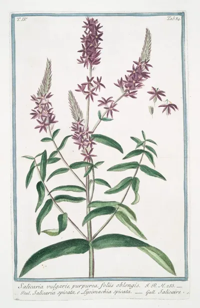 Salicaria Vulfgaris Purpurea Foliis Oblongis Salicaria Spicata E Lysimachia Spicata Salicaire Purple Loosetrife