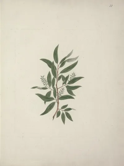 Salix Subserrata Willd Willow Tree