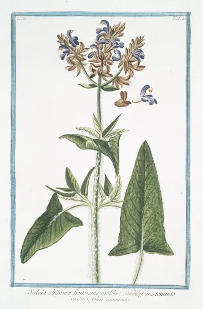 Salvia Altissima Frutescens Caulibus Candidissimo Tomento Vestitis Foliis Maximis Tallest Sage