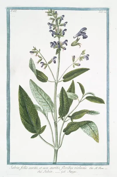 Salvia Foliis Auritis Et Non Auritis Floribus Violaceis Salvia Sauge Common Sage