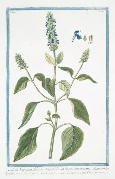 Salvia Hispanica Foliis Ovatis Petiolis Utrinque Mucronatis Species Imbricatis Calycibus Trisidis Chia Americana Chia Sage