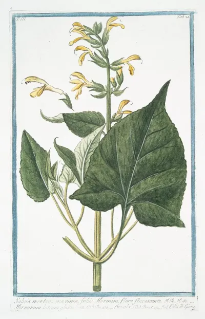 Salvia Montana Maxima Foliis Hormini Flore Flavescente Horminum Luteum Flutinosum Orvala Collo Di Giove Sage From Montana