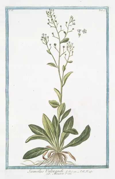 Samolus Valerandi Mouron Deau Brookweed