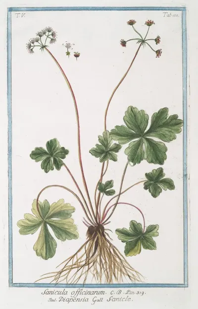 Sanicula Officinarum Diapensia Sanicle Snake Root