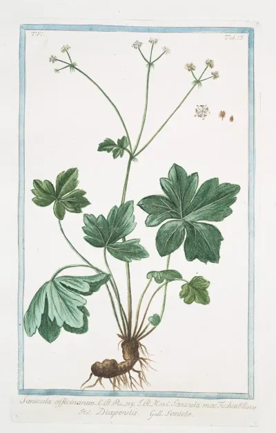 Sanicula Officinarum Sanicula Mas Fuchsii Diapensia Sanide Black Snakeroot