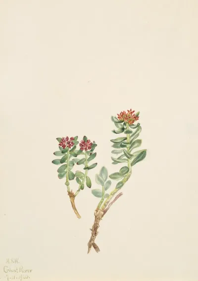 Sanifoiga Adscendeus