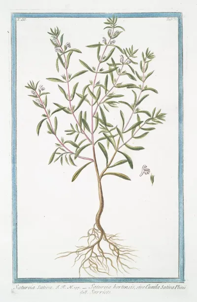 Satureia Sativa Satureia Hortensis Sive Cunila Sativa Plinii Sarriete Summer Savory