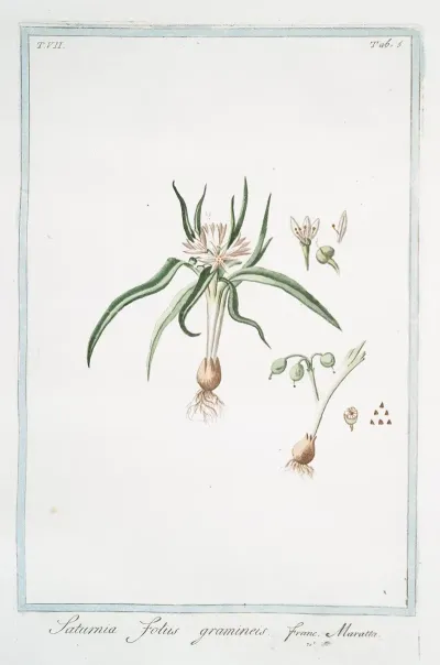 Saturnia Foliis Gramineis Maratta Soft Lavender