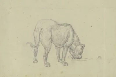 Saufender Hund Von Hinten Gesehen 2
