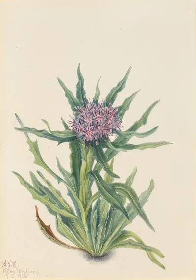 Saussurea Saussurea Densa 2