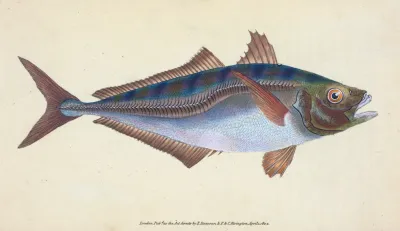 Scad Scomber Trachurus