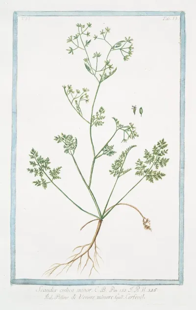 Scandix Crelica Minor Petine Di Venere Minore Cerfeuil Chervil