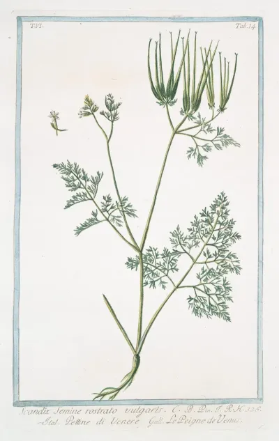 Scandix Semine Rostrato Vulgaris Pettine Di Venere Le Peigne De Venus Venuss Needle
