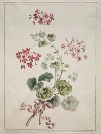 Scarlet And Variegated Geranium