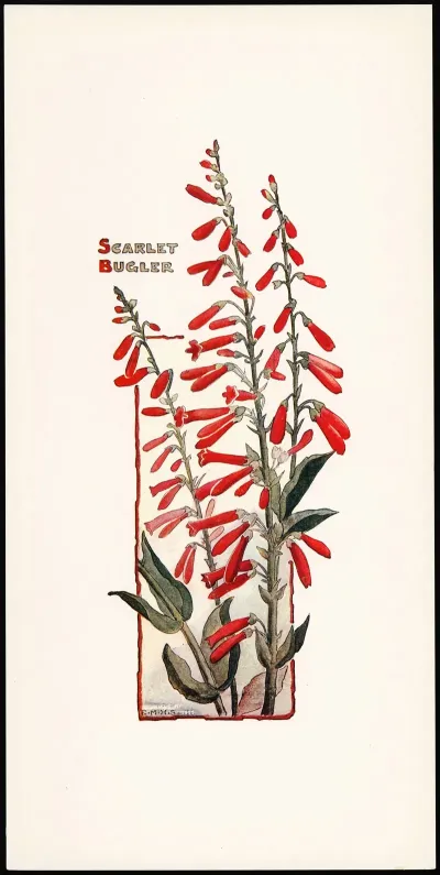 Scarlet Bugler