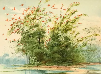 Scena De Um Ninhal De Guaras Ibis Rubra Na Costa Altantica Da Ilha De Marajo