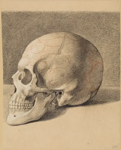 Schadelstudie Linksprofil Eines Schadels