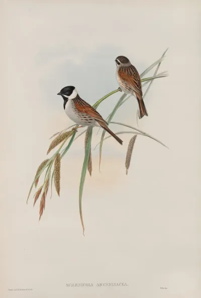 Schaenicola Arundinacea Reed Bunting