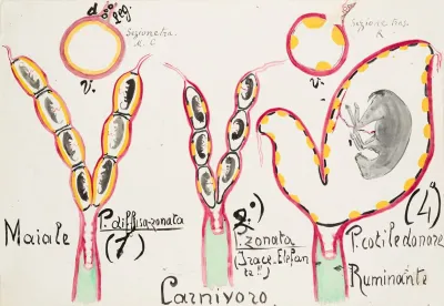 Schematic Drawings Of Placentas In Different Groups Of Eutherian Mammals