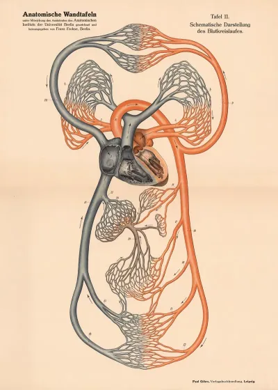 Schematic Representation Of The Circulatory System