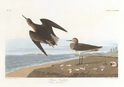 Schinzs Sandpiper