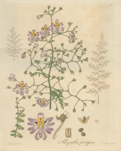 Schizanthus Porrigens