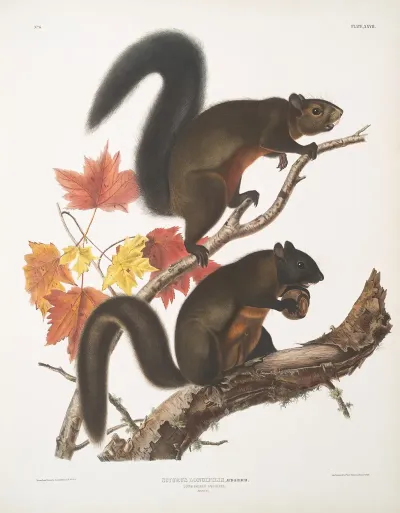 Sciurus Longipilis Long Haired Squirrel Natural Size