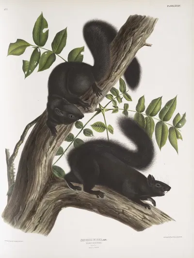 Sciurus Niger Black Squirrel Natural Size 1 Male 2 Female