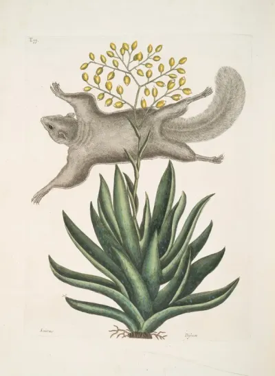 Sciurus The Flying Squirrel Viscum