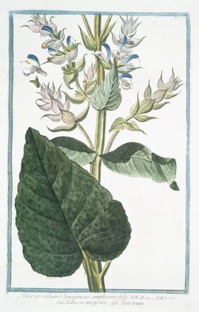 Sclarea Vulgaris Lanuginosa Amplissimo Folio Sclara Maggiore Toute Bonne Common Sage