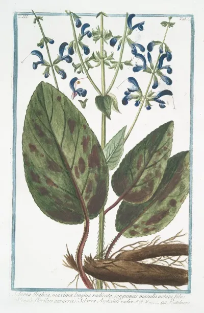 Sclaria Italica Maxima Longius Radicata Sanguineis Maculis Notata Foliis Oblongis Floribus Azzurreis Sclarea Asphodeli Radice Toute Bonne Clary Sage