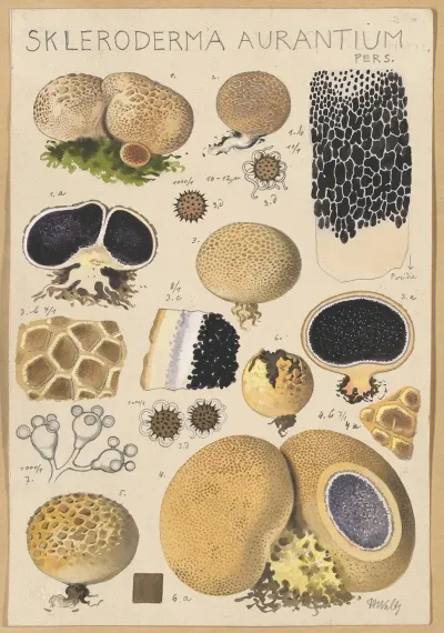 Scleroderma Aurantium Pers
