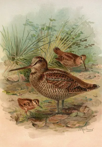 Scolopax Rusticula