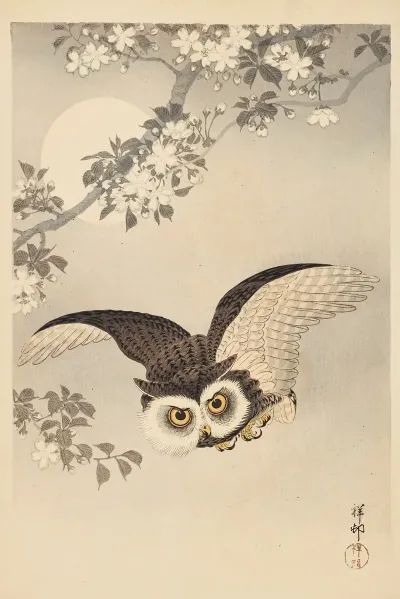 Scops Owl Cherry Blossoms And Moon