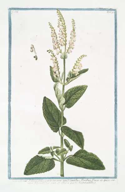 Scorodonia Salviae Foliis Parte Inversa Candicantibus Floribus Flavis In Spicas Rariter Dispositis Ex Una Et Altera Parte Vegetantibus Wood Sage