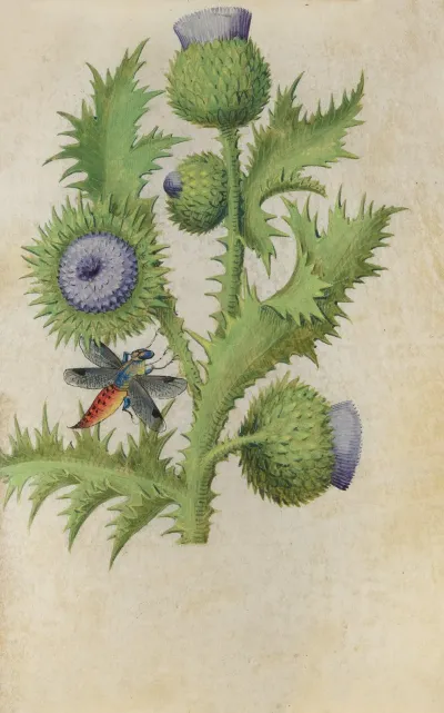 Scottish Thistle Onopordium Acanthium With A Dragonfly