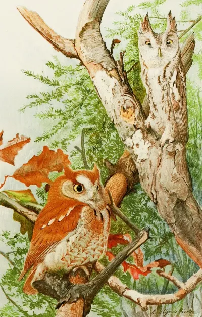 Screech Owl
