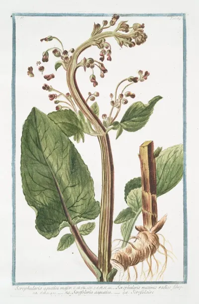 Scrophularia Aquatica Major Scrophularia Maxima Radice Fibrosa Scrofolaria Acquatica Scrofulaire